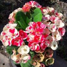 Free Home Delivery Lecano Crown Thorn Thorn Grass Seed Is An Extremely Rare Variety - 100 - View 6