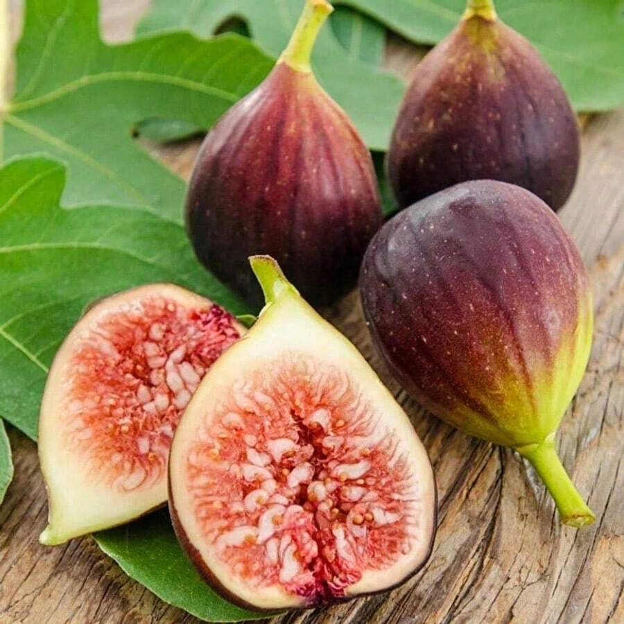 900+ Dwarf Turkish Brown Fig Heirloom Seeds: Easy-To-Grow Gar Plants Live Vegetable Seeds Seeds Hosta Plants Live Plants Plants Gardening Flower Seeds Plant Flowers For Outside Semillas De Flores Para Sembrar Gardening All Live Plants Not Seeds Live Plants Plants For Outside Mosquito Repellent Outdoor Garden Perennial Plants Seeds For Planting Live Plants Not Seeds Perennial Flower Seeds Plant Seeds - 1包 - 查看 1
