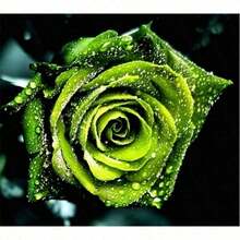 100pcs Mixed-Colors Rose Seed Seed Rare GardenSuitable For DIY Garden, Home Garden, Flower Pots And Courtyard-Ldeal Gardening Gift Suitable For Plant Lovers As A Gift Of Nature - 100seedsf - View 3