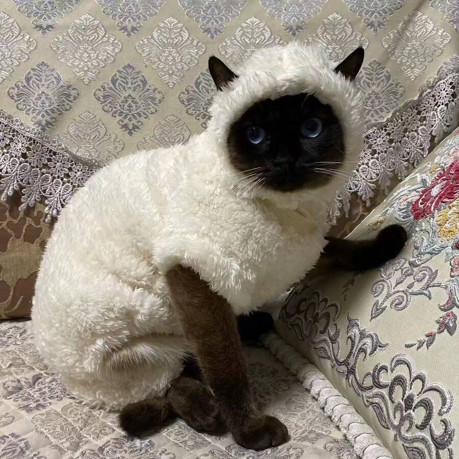 小型和中型无毛斯芬克斯猫绵羊风保暖套装，抓绒猫咪连帽衫外套，亲肤保暖，适合斯芬克斯猫秋冬季穿着，可爱ins风