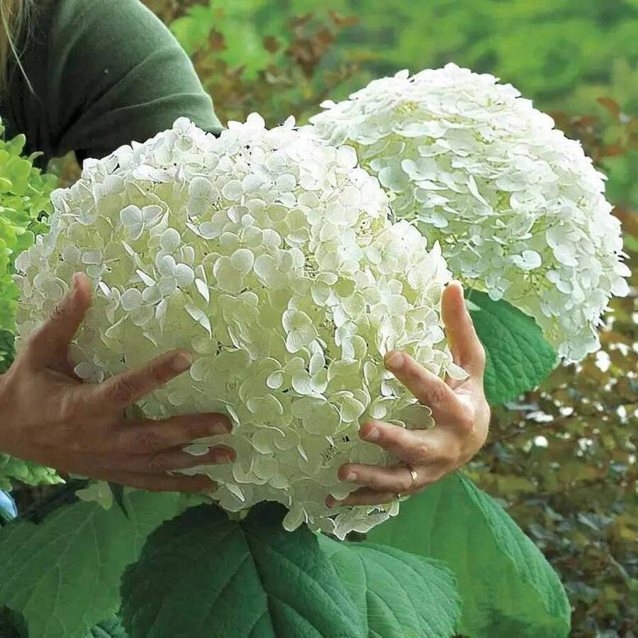 Garden Plant Seeds Can Be Planted 200 Hydrangea Seeds Perennial Flower Bonsai Seeds Indoor Plant Planting Household Tree Supplies Cold-Resistant And Suitable For All Seasons, Suitable For DIY Gardens, Home Gardens, Flowerpots And Courtyards-Ideal Gardening - 200 Seeds - View 1