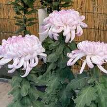 Crisantemo grande mezcla paquete 188 semillas otoño máximo esplendor flores coloridas resistencia fácil cultivo jardín naturaleza decoración temporada exterior paisajismo variado - Multicolor - Ver 11