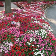 100+ Mixed Impatiens Balsamina Balsam Camellia Impatiens Seeds - Garden Balsam Impatiens Balsamina Cold-Resistant And Suitable For All Seasons, Ideal For DIY Gardens, Home Gardens, Flower Pots, And Courtyards - An Ideal Gardening Gift - 100 - View 2