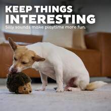 Outward Hound Hedgehogz Plush Dog Toy, Small - Chó Nhím Nhồi Bông - Xem 10