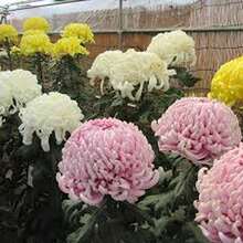 Crisantemo grande mezcla paquete 188 semillas otoño máximo esplendor flores coloridas resistencia fácil cultivo jardín naturaleza decoración temporada exterior paisajismo variado - Multicolor - Ver 6