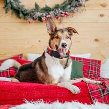 طوق كلب من النايلون الناعم والمريح قابل للتعديل، مناسب للكلاب الصغيرة والمتوسطة والكبيرة، هدية عيد الميلاد مفكرة للحيوانات الأليفة - الأحمر - مشاهدة 4