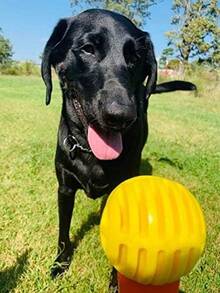 Ren   Ultra Whistling Ball Launcher Dog Toy (1 Count) - Launcher and Ball - View 6