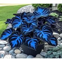 100 Premium Cadilia Seeds - Perfect For Shade Gardens, Pots, And Tropical Indoor Plants - Fast Growing, Deer Resistant