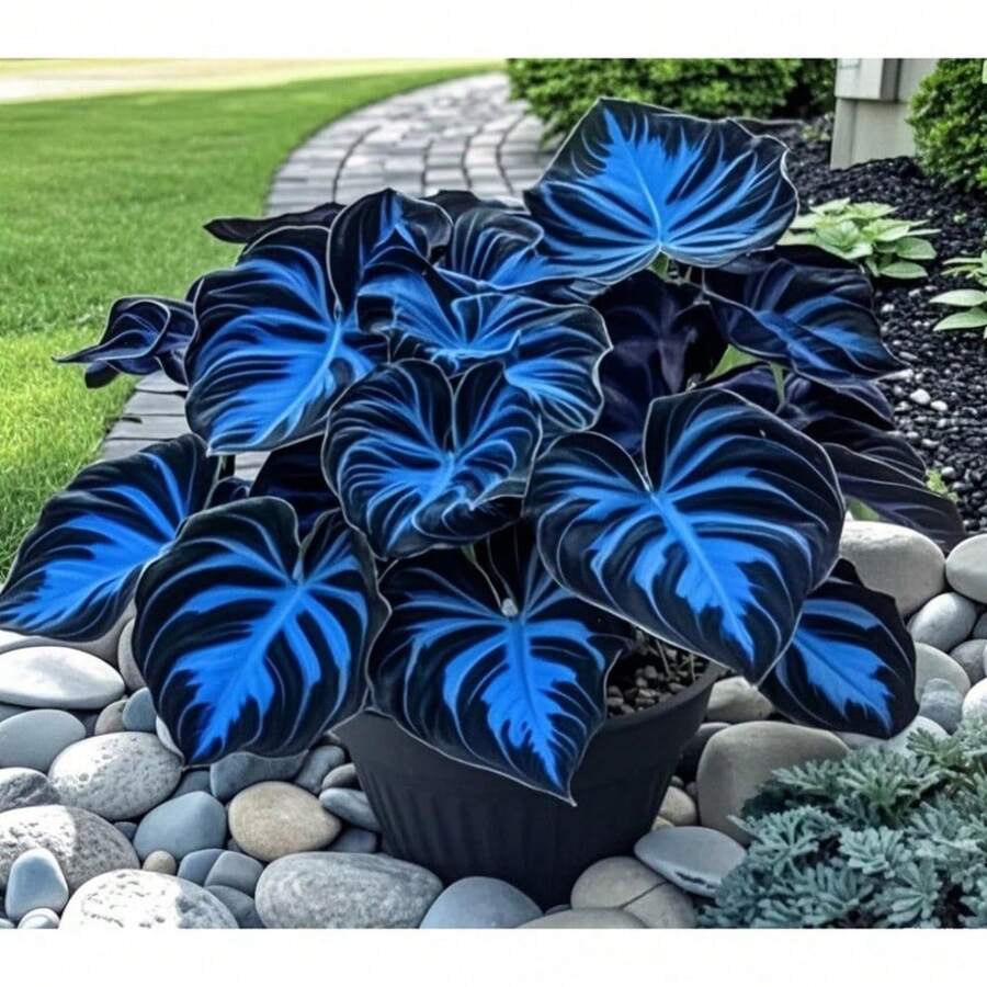 100 Premium Cadilia Seeds - Perfect For Shade Gardens, Pots, And Tropical Indoor Plants - Fast Growing, Deer Resistant