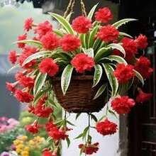 BIG GARDEN: Semillas de Lirio Colgante Multicolor - 115 Semillas, Floración Variada, Ideal para Macetas Colgantes y Decoración de Interiores - Rojo - Ver 4