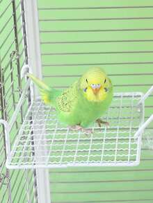 1pc Parrot Perch Stand, Metal Material Durable & Non-Slip, Suitable For Parrot Resting & Jumping, Random Style Delivery
