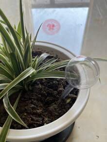 1/3Pcs Plant Watering Bulbs Automatic Self-Watering Globes Plastic Balls Garden Water Device Watering Bulbs For Plant Promotion(White&Green) - Multicolor - View 10