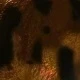 Black and Gold Leopard Print