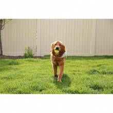 Ren   Ultra Whistling Ball Launcher Dog Toy (1 Count) - Launcher and Ball - View 5