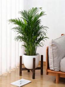 1pc Natural Charcoal Cross-Shaped Plant Stand - Insect & Pest Resistant, Space-Saving, Suitable For Balcony/Indoor/Outdoor | Essential For Home Greenery