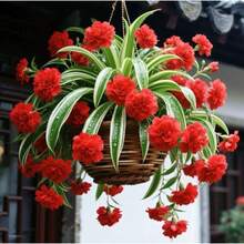 BIG GARDEN: Semillas de Lirio Colgante Multicolor - 115 Semillas, Floración Variada, Ideal para Macetas Colgantes y Decoración de Interiores - Rojo - Ver 1