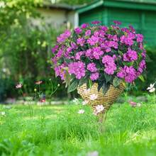 1/80pcs Artificial Flower Artificial Geranium Silk Flower Fake Plant Home Outdoor Garden Ruby (Red),Porch Home Garden Indoor Outdoor Decorations Cemetery Wreath Wedding Garden Decorations - Purple - View 7