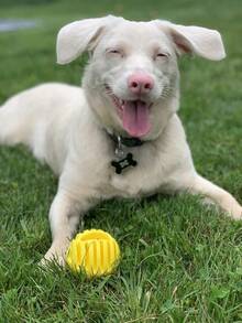 Ren   Ultra Whistling Ball Launcher Dog Toy (1 Count) - Launcher and Ball - View 8
