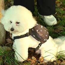 Dog Backpack - אפור - ראה 5