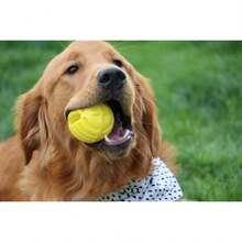 Ren   Ultra Whistling Ball Launcher Dog Toy (1 Count) - Launcher and Ball - View 11