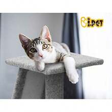 I.Pet Cat Tree Cats Tower Ultimate Scratching Post Pet Bed 82cm Height Grey Pets Scratcher Cardboard Posts Indoor Kittens Wooden Play House Towers And Trees Corner Toys Slide