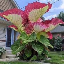100 Tropical Elephant Ear Bean Seeds For Dense Green Leaves, Easy To Grow Indoor Potted And Outdoor Garden Decorative Plants, Bold Leaves Suitable For Landscaping And Decorative Planting - 100粒種子 - 查看 9