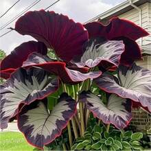 100 Elephant Ear Seeds - Easy To Plant, Cold-Resistant And Fast-Growing|   Rich And Colorful Decorations Throughout The Year - Variant 1 - View 3
