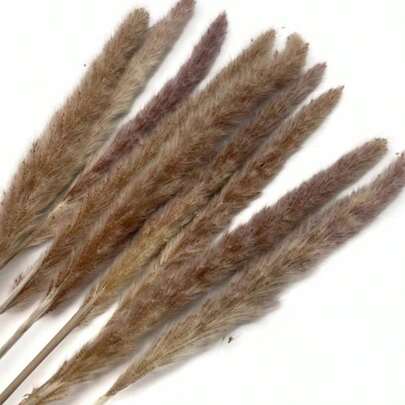 15/30/45/60pcs White Pampas Grass, White Mini Reed, Approx. 19in/45-50cm Natural Dried Pampas Grass Stems Decor, Suitable For Home, Kitchen, Garden, Party, Home Decor And Gifting (White)