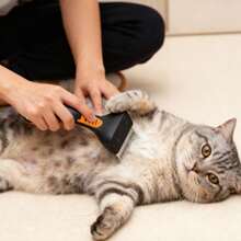 professionelle Haustierbürsten mit rutschfestem Griff für die Pflege von Hunden und Katzen, Edelstahlzähne, Haustierpflegewerkzeuge, Haarausfallkontrolle