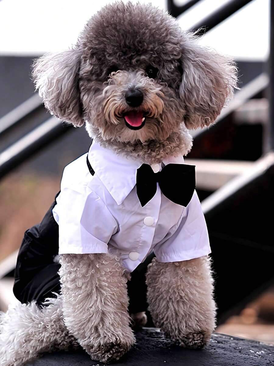 1 件宠物凉爽衬衫，4 腿服装，适合公猫和公狗的正式领衬衫