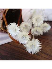 混合干麦秆菊花束，带茎干麦秆菊花头，干花摆件，家居装饰，婚礼花艺装饰