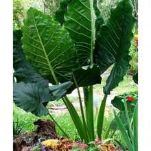 100 Tropical Elephant Ear Bean Seeds For Dense Green Leaves, Easy To Grow Indoor Potted And Outdoor Garden Decorative Plants, Bold Leaves Suitable For Landscaping And Decorative Planting - 100粒種子 - 查看 5