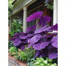 Deep Purple Magic Elephant Ear, Beautiful And Bright Flowers, Evergreen Perennial, Suitable For Courtyard Pots And Outdoor Garden Planting, Easy To Grow, Cold-Resistant And Suitable For All Seasons, Ideal For DIY Gardens, Home Gardens, Flower Pots, And Courtyards - A Perfect Gardening Gift - 80粒種子 - 查看 4