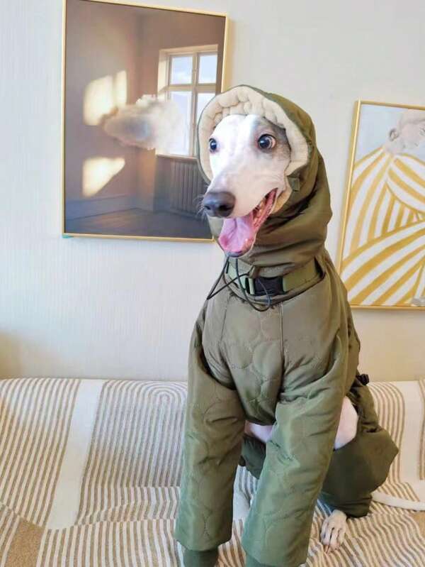 Abrigo acolchado impermeable y cálido para perros de raza Galgo Italiano, Whippet, Saluki en invierno WOODY