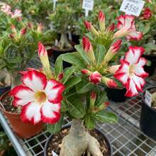 98pcs Desert Rose Flower Seeds Garden Flower Seeds Outdoor Boundary Line Planting Continuous Linear Flower Shape Decorate Edges and Form Natural Divisions - Verschiedenfarbig - Übersicht 2