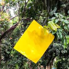 Double-Sided Sticky Insect Board Insect Trap Yellow Board Blue Board Greenhouse Tea Garden Orchard Greenhouse Gardening Sticky Insect Prevention - Yellow - View 11