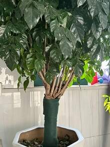 1 Roll Thermal Insulated Tree Wrap, Heavy, Duty Winter Protection, Freeze, Wind Barrier, Green Tree Trunk Protector With Thick Absorbent Material For Fruit Trees, Shrubs, Young Trees, Moisture, Resistant, Pest Control, Easy Application (Ideal For Home, Commercial Landscaping), Durable Outdoor Use, Winterizing, Gardening Essential, Tree Wrap For Growth, Winter Tree Protection, Plant Covers For Winter, Keep Warm Tree In Winter