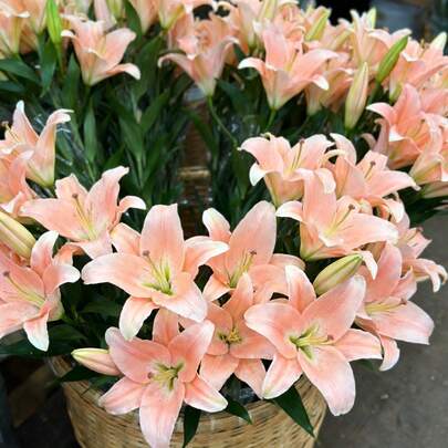100pcs Lily Seeds Terrace Flower Box Seeds For Terrace Flower Box Cultivation Full Flower Shape Fills Box Enhances Terrace Delicacy