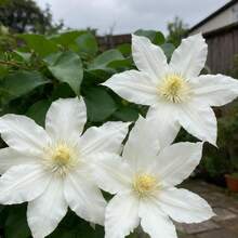 100pcs Clematis Seeds for Porch Top Planting, Flower Vines Hang Down Porch and Bloom, Decorate Porch Entrance Landscape