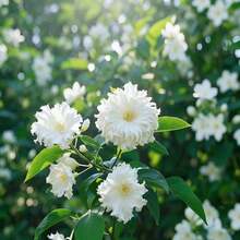 50pcs Jasmine Seeds Gardening Flower Seeds For Flower Pots Balconies Vibrant Green Leaves With Fresh Scent Suitable For Courtyards Patios Decorative Plant Seeds