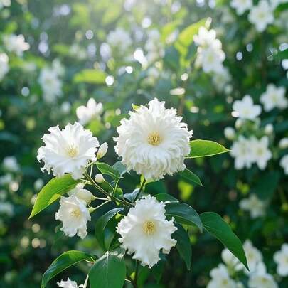 50pcs Jasmine Seeds Gardening Flower Seeds For Flower Pots Balconies Vibrant Green Leaves With Fresh Scent Suitable For Courtyards Patios Decorative Plant Seeds