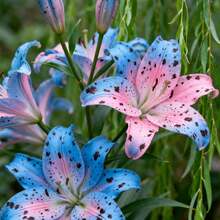 100pcs Lily Seeds Terrace Flower Box Seeds For Terrace Flower Box Cultivation Full Flower Shape Fills Box Enhances Terrace Delicacy