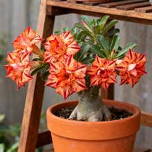 98pcs Desert Rose Flower Seeds Garden Flower Seeds Outdoor Boundary Line Planting Continuous Linear Flower Shape Decorate Edges and Form Natural Divisions - Verschiedenfarbig - Übersicht 3