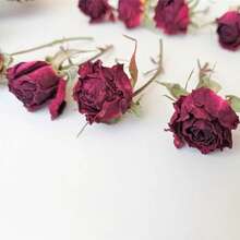 Dried Burgundy Mini Roses (5pcs) - Floral & Resin Crafts