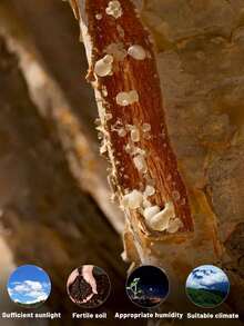 15/50/100g, Authentic Natural Benzoin, Clean And Pure, Rich Aroma, Elegant And Pleasant, No Smoke Or Choking, Rich And Long-Lasting Fragrance, Aromatherapy, Purify The Air, Help Sleep, Soothe The Mind, Send To Family, Send To Friends, Home, Indoor - Frankincense 2 - View 3