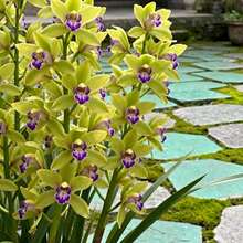 50pcs Orchid Seeds Flower Seeds Outdoor Flower Border Seeds Shady Balcony Planting Indoor Potted Display Subtle Floral Scent Suits Indoor Environment Expanded Leaves Fit Scenarios Suitable for Gardening Arrangement Home Decoration Gardening Elegant Flower Shape