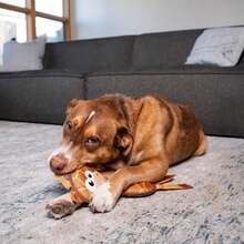 Outward Hound Fire Biterz Giraffe Firehose Plush Dog Toy, Brown, Medium - 棕色長頸鹿 - 查看 3