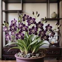 50pcs Orchid Seeds Balcony Flower Seeds Indoor Landscape Decoration Fragrant Suitable for Home Decoration - Verschiedenfarbig - Übersicht 1