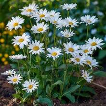 200pcs Mixed Marguerite Daisy Seeds White Pink Yellow Bloom Easy Grow Perennial Cottage Garden Pollinator Friendly Spring Summer Flower Drought Tolerant Seeds - 200粒種子 - 查看 7