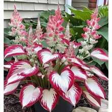 100 Oriental Chrysanthemum Plant Seeds 100 Oriental Chrysanthemum Plant Seeds White Red - ZHB-3-1 00年代編輯 - 查看 4